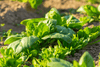 تحميل الصورة في عارض المعرض ، Explore a Variety of Cold-Resistant Spinach Seeds | Grow Your Own Nutritious Spinach in Chilly Conditions