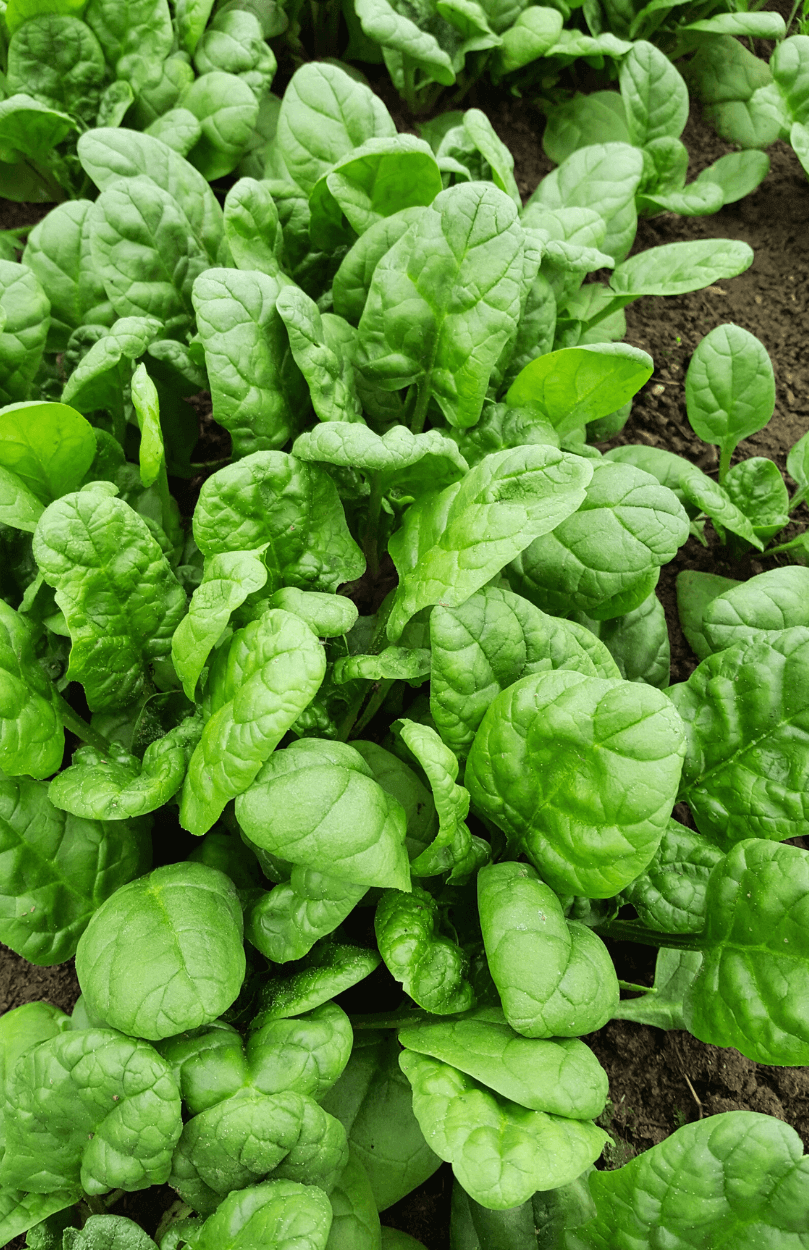 Premium Cold-Resistant Spinach Seeds | Buy High-Quality Seeds Online