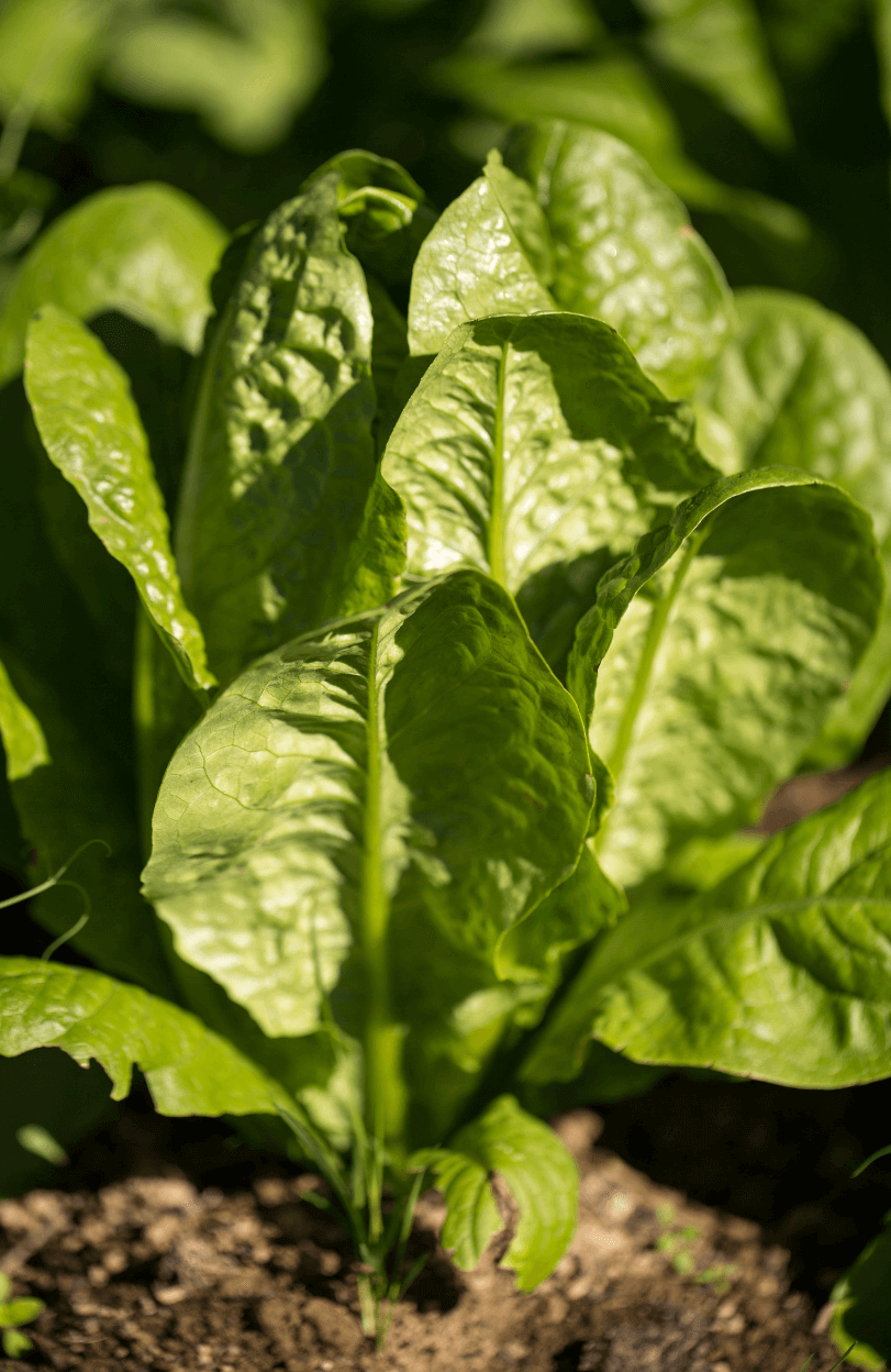 Start Your Garden with Cold-Resistant Spinach Seeds | Enjoy Fresh and Robust Greens Even in Cold Weather