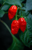 Ladda in bild i Galleri Viewer, Buy Carolina Reaper Seeds for Extreme Pepper Lovers