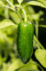 Carregue a imagem no visualizador da Galeria, Spice Up Your Garden: Buy Jalapeno Seeds