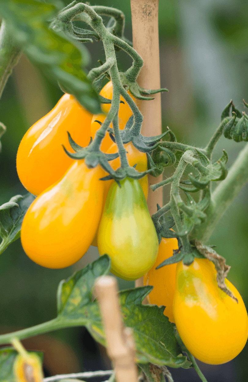 Sunny Sweetness: Buy Yellow Pear Tomato Seeds for Golden Garden Goodness