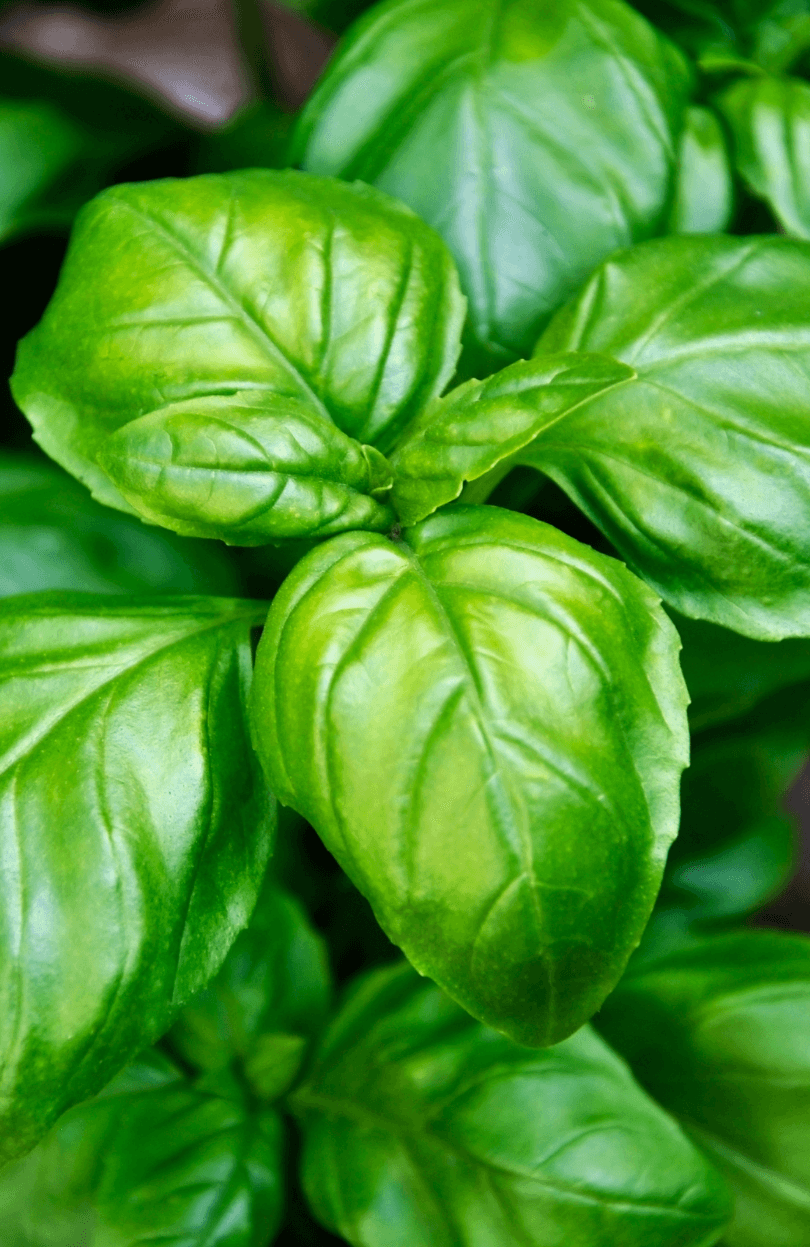 A Taste of Italy Buy Italian Herb Basil Classic 