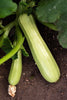 Load image into Gallery viewer, Premium Zucchini Seeds - Start to grow vegetables, zucchini seeds