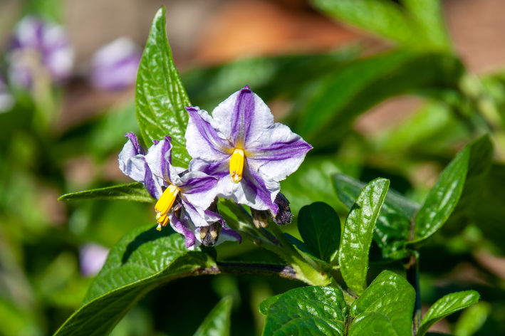 A hand holding Pepino Melon Pear (Solanum muricatum) seeds above soil in a gardening pot.