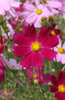 Load image into Gallery viewer, Create Magic with Cosmos Dwarf Sensation - Buy Now!