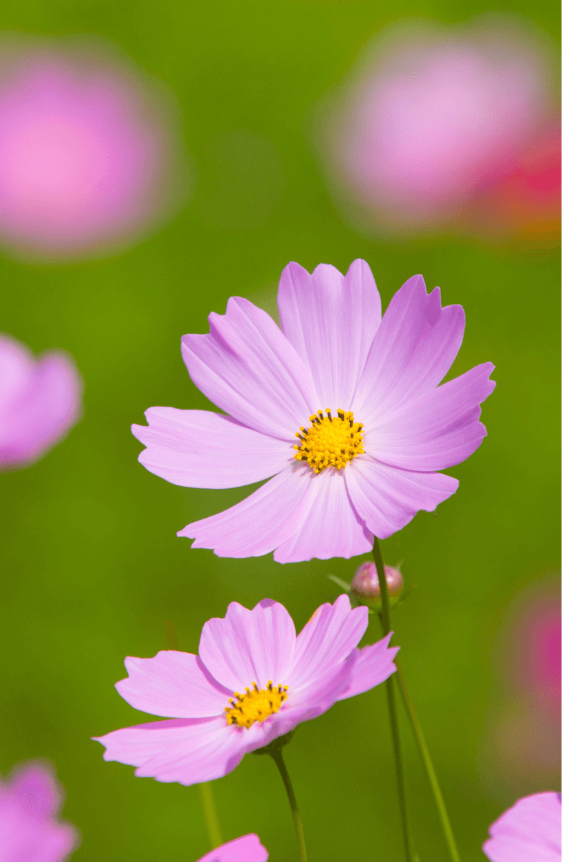 Petite Pink Dwarf Cosmos Flower: Buy for Charming Garden Displays
