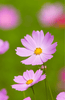 Ladda in bild i Galleri Viewer, Petite Pink Dwarf Cosmos Flower: Buy for Charming Garden Displays