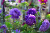 Afbeelding laden in galerijviewer, Aster Seeds - Add elegance and beauty to your garden with these purple and white blooms