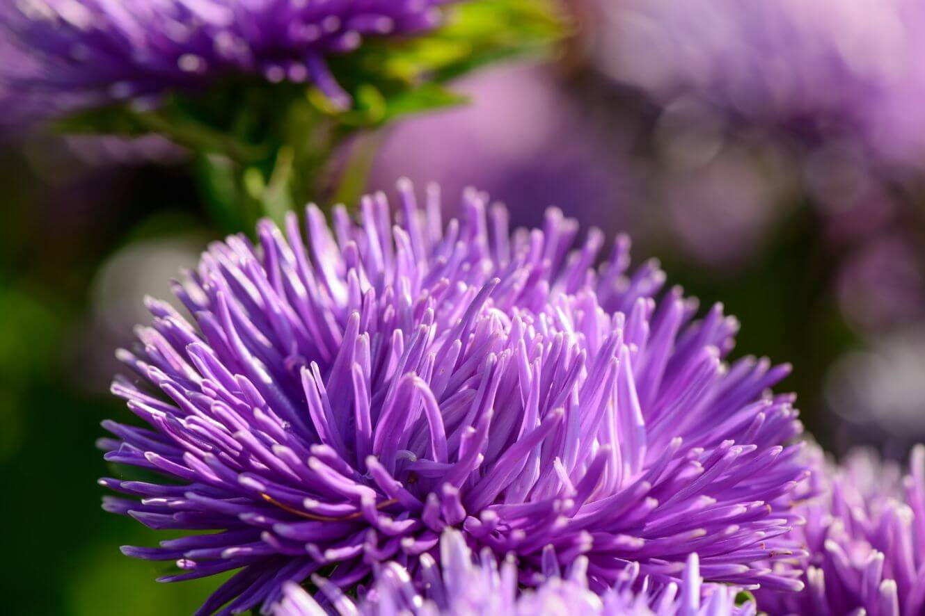 Purple White Aster Seeds - Grow mesmerizing purple and white aster flowers in your garden