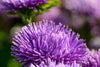 Load image into Gallery viewer, Purple White Aster Seeds - Grow mesmerizing purple and white aster flowers in your garden