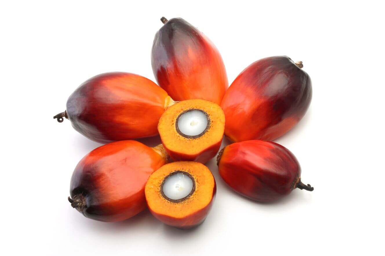 Order Online Elaeis Guineensis seeds - African Oil Palm