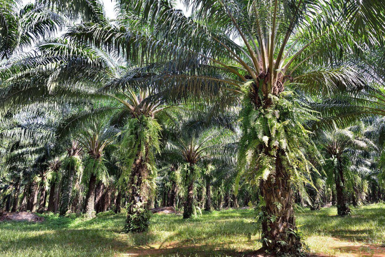 High-Yielding Elaeis Guineensis Seeds for Your Garden or Farm - African Oil Palm