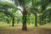 Grow Your Own Palm Oil with Elaeis Guineensis Seeds - African Oil Palm