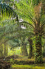 Buy Online African Oil Palm Seeds (Elaeis Guineensis Palm)