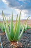 Buy Aloe Vera Barbadensis Miller - The Ultimate Natural Skin Care Solution!