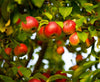 Ladda in bild i Galleri Viewer, Plant Seeds Shop | Red Wild Apple Seeds | Organic Seed, Heirloom - Ireland