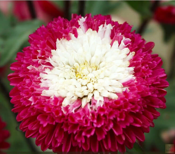  Buy Red Aster Seeds Seeds Shop - Discover Lively and Colorful Flowers