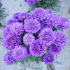 Ladda in bild i Galleri Viewer, Get Blue Aster Flower Seeds - Create a Colorful Landscape
