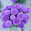 Get Blue Aster Flower Seeds - Create a Colorful Landscape