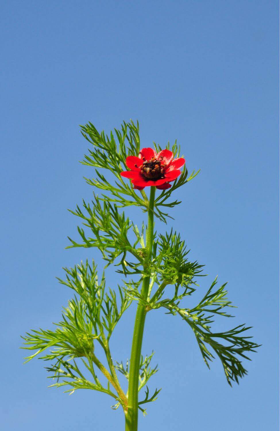 Add Elegance to Your Garden - Red Adonis Aestivalis Seeds!
