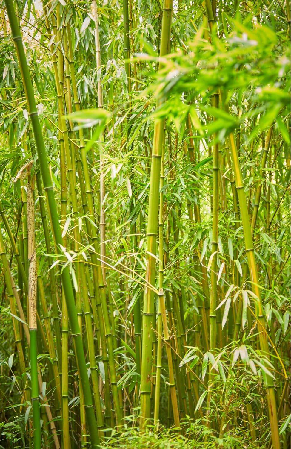 Buy Organic Bambusa tulda Seeds - Bengal Bamboo | Indian Timber