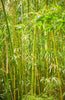 Buy Organic Bambusa tulda Seeds - Bengal Bamboo | Indian Timber