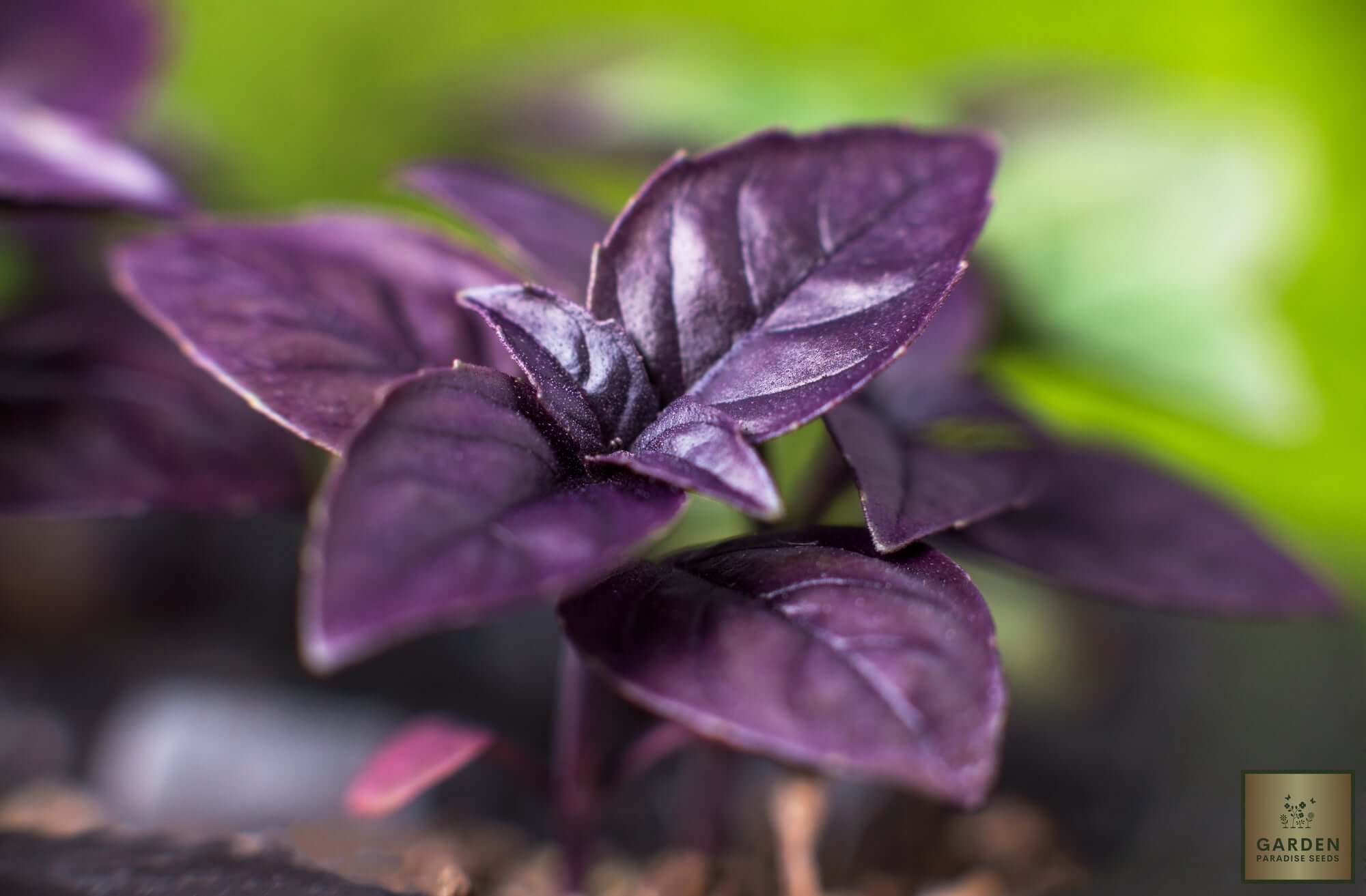 Start Your Garden with Purple Basil Seeds - Enhance Your Dishes with this Beautiful Herb 