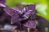 Start Your Garden with Purple Basil Seeds - Enhance Your Dishes with this Beautiful Herb 