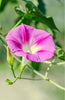 Indlæs billede i gallerifremviser, Big Pink Ipomoea Purpurea Seeds - Grow stunning pink morning glory blooms in your garden