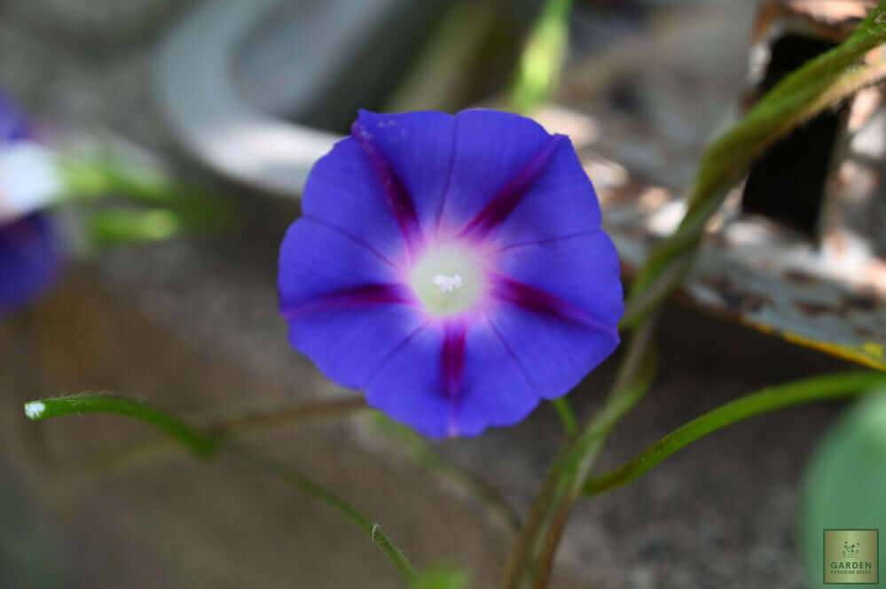Blue Garden Marvel: Buy Morning Glory Seeds for a Captivating Floral Showcase