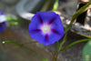 Bild in Galerie-Viewer laden, Blue Garden Marvel: Buy Morning Glory Seeds for a Captivating Floral Showcase