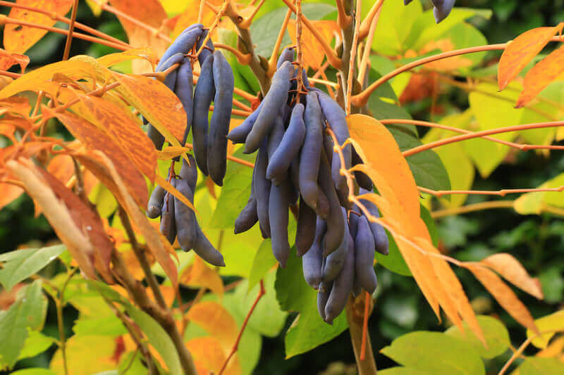 Blue Sausage Fruit Tree Seeds | Decaisnea fargesii Seeds