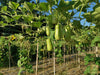 Carica l&#39;immagine nel visualizzatore Galleria, Nourish with Nature: Get Bottle Gourd Seeds for Fresh and Vibrant Garden Bounty