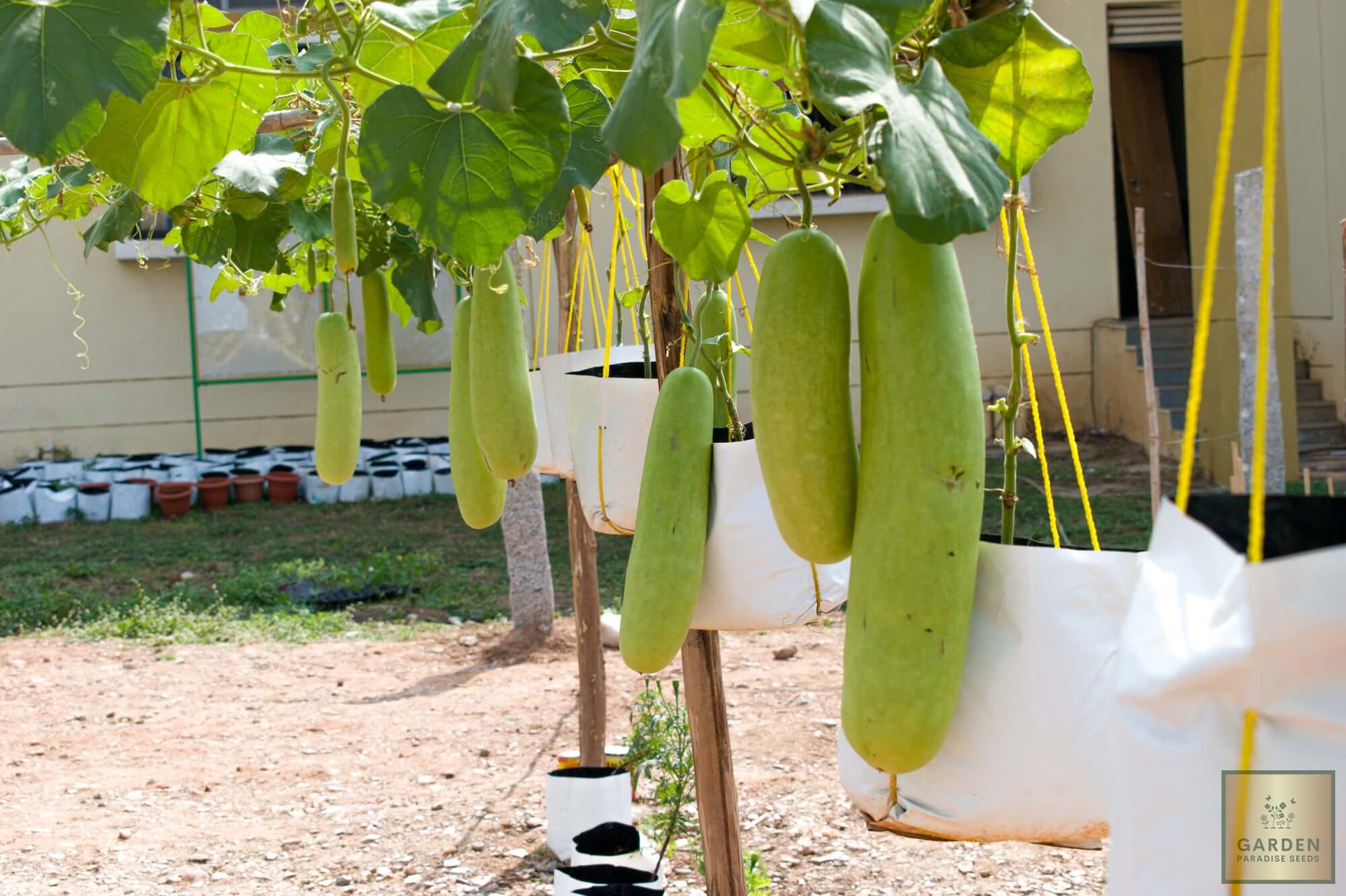 Garden of Refreshment: Buy Bottle Gourd for a Cooling and Nutritious Garden Staple