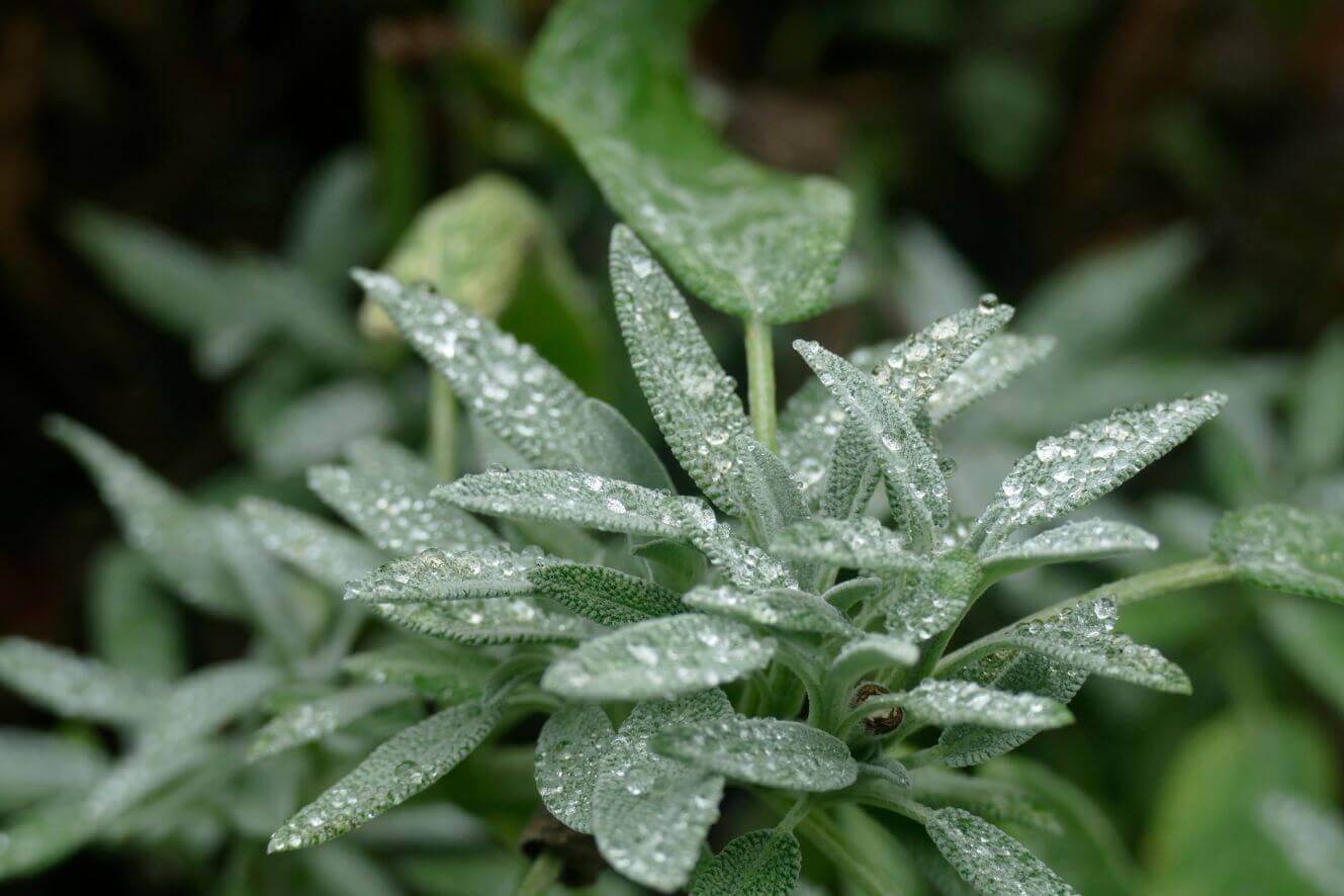 Get premium Artemisia Annua seeds online. Perfect for medicinal use or research. Buy now and experience the benefits of this powerful plant!