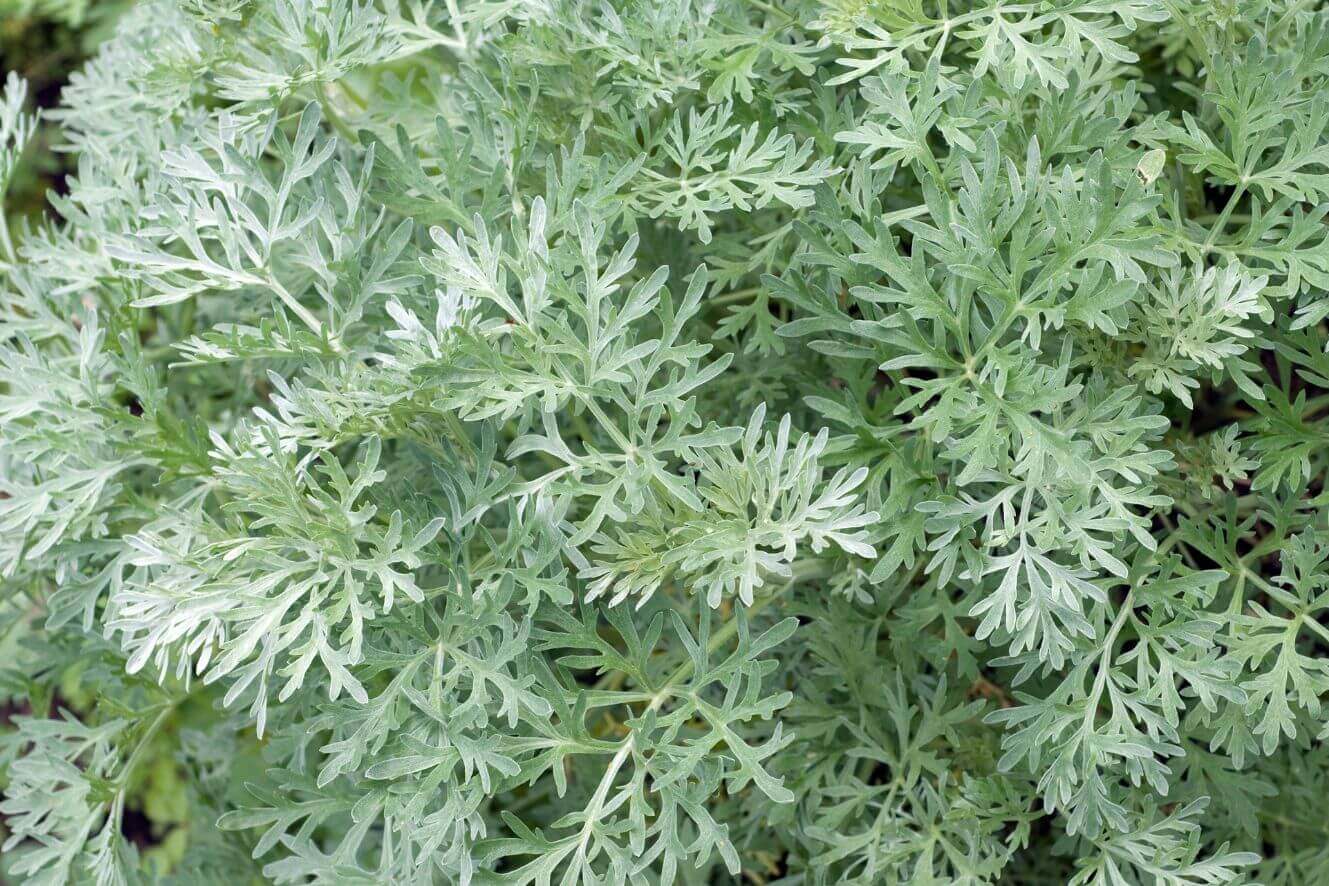 Buy Artemisia Annua seeds online for medicinal properties. High-quality seeds for planting or research. Ideal for artemisinin production. Shop now!