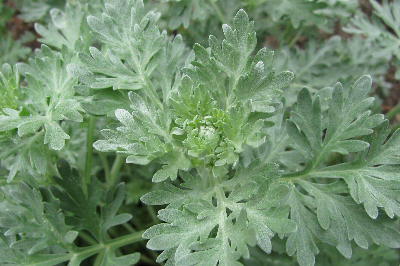 Buy premium Artemisia Annua seeds online. High-quality, medicinal-grade seeds known for their use in producing artemisinin.