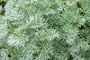 Charger l&#39;image dans la visionneuse de la galerie, Buy Artemisia Annua seeds online for medicinal properties. High-quality seeds for planting or research. Ideal for artemisinin production. Shop now!