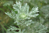 Indlæs billede i gallerifremviser, Get your hands on premium Artemisia Annua seeds! Perfect for medicinal purposes, artemisinin production, planting, and research. Order now!
