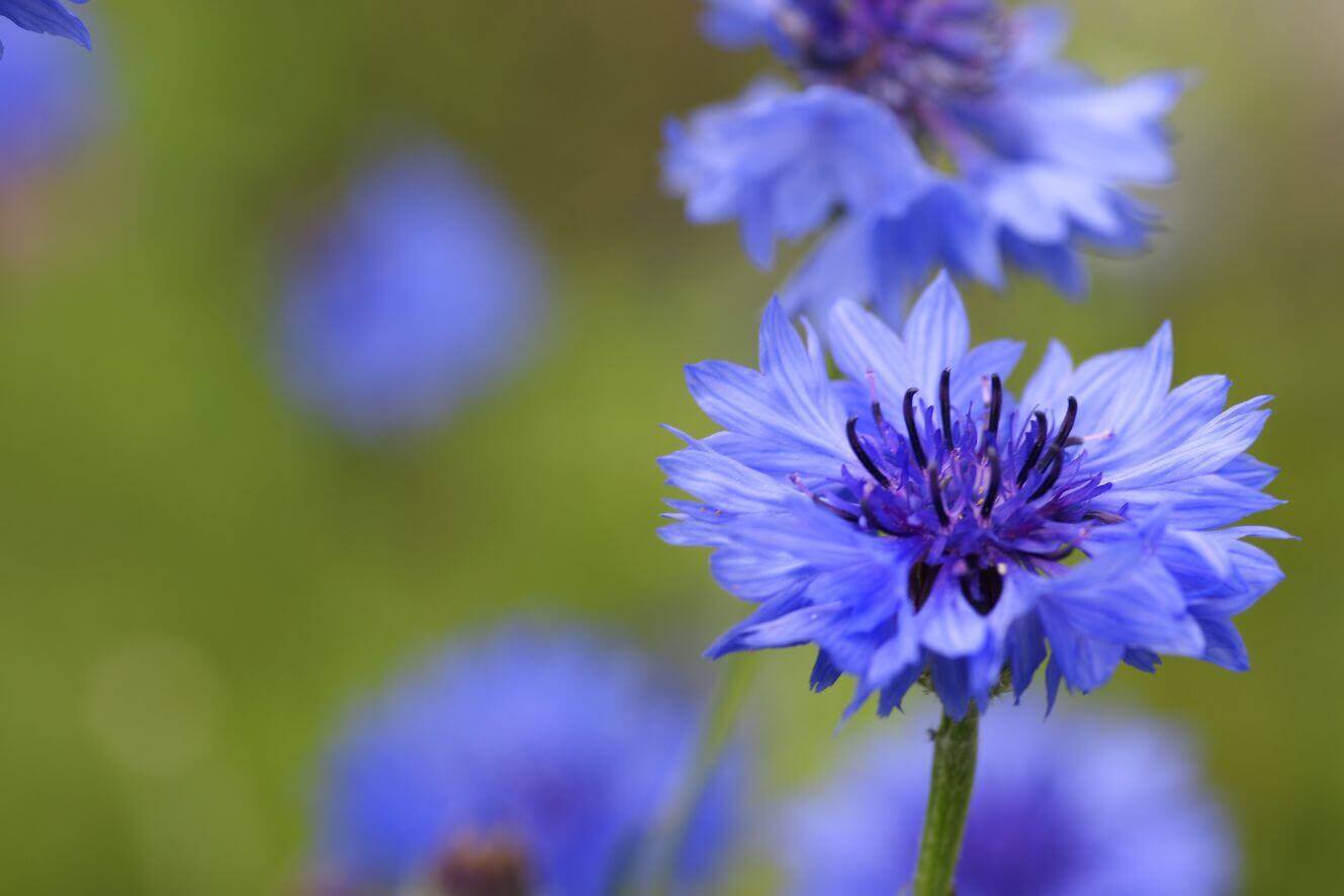 Buy Centaurea Cyanus seeds online for planting or research. These high-quality seeds produce beautiful blue cornflowers and are perfect for any application. Shop now!