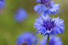 Bild in Galerie-Viewer laden, Buy Centaurea Cyanus seeds online for planting or research. These high-quality seeds produce beautiful blue cornflowers and are perfect for any application. Shop now!