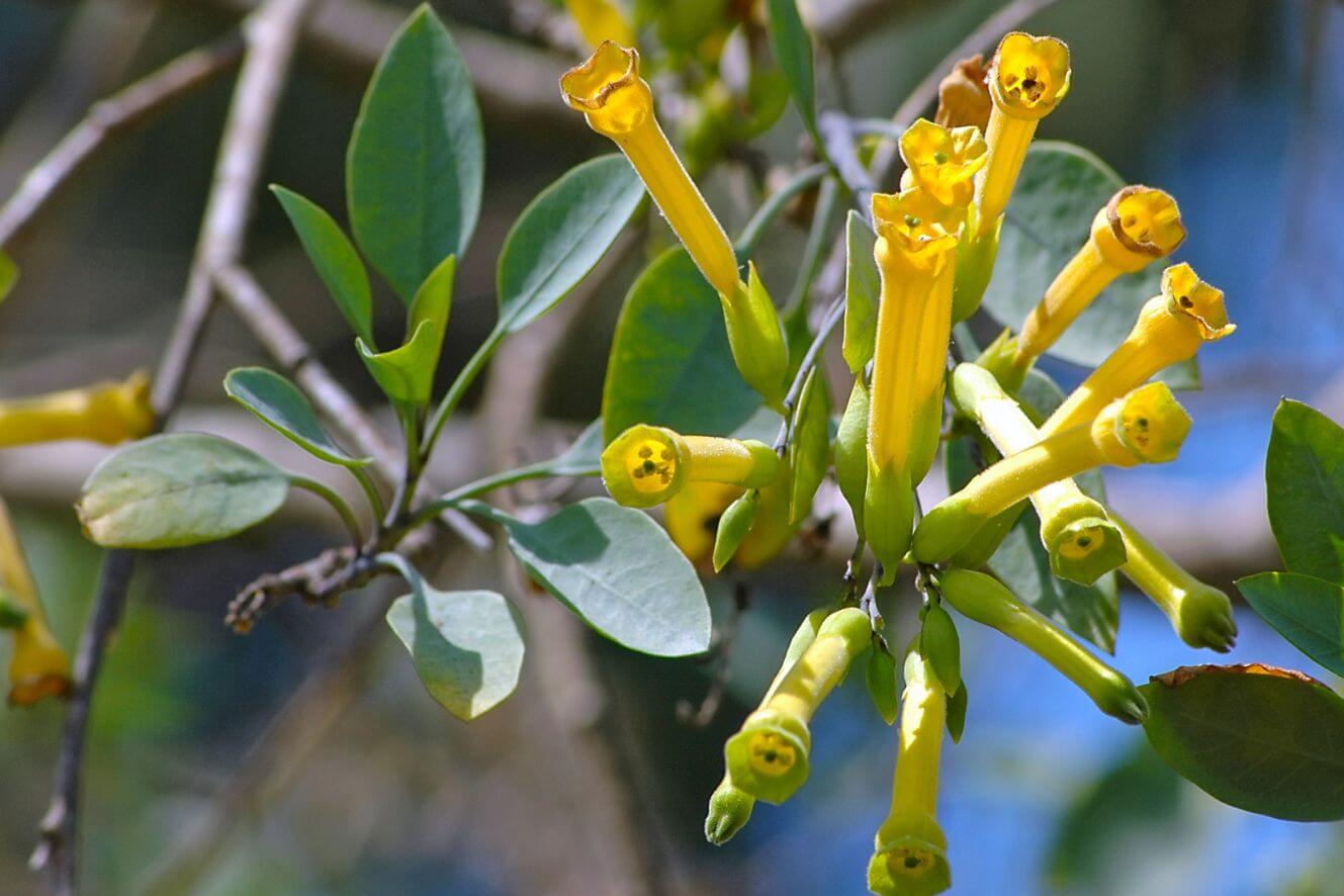 Nicotiana Glauca Seeds - Grow unique golden-showered tree tobacco plants in your garden
