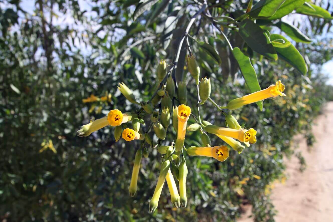 Exotic Nicotiana Glauca Seeds - Start a tropical escape with these captivating yellow-flowered seeds