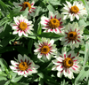Carregue a imagem no visualizador da Galeria, Zahara Starlight Rose Seeds - Grow stunning Starlight Rose flowers for a radiant garden centerpiece