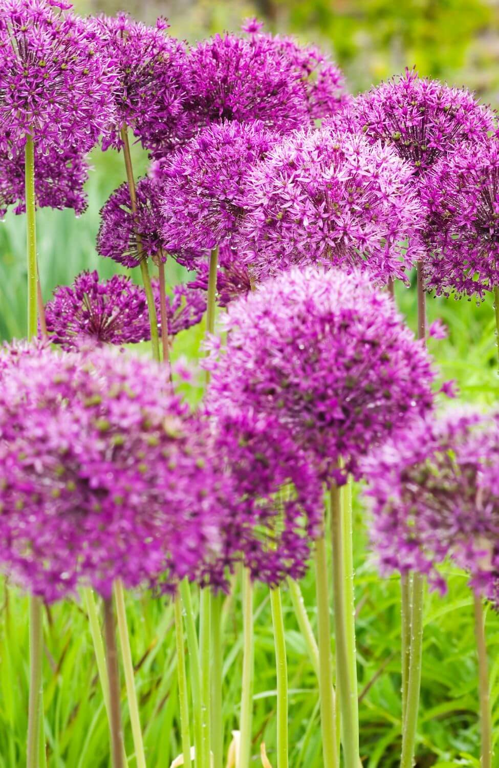 Purple Allium hollandicum Seeds - Cultivate majestic purple globes to add drama to your garden