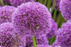 Purple Allium hollandicum Seeds - Grow enchanting purple flowers that make a bold statement in your garden