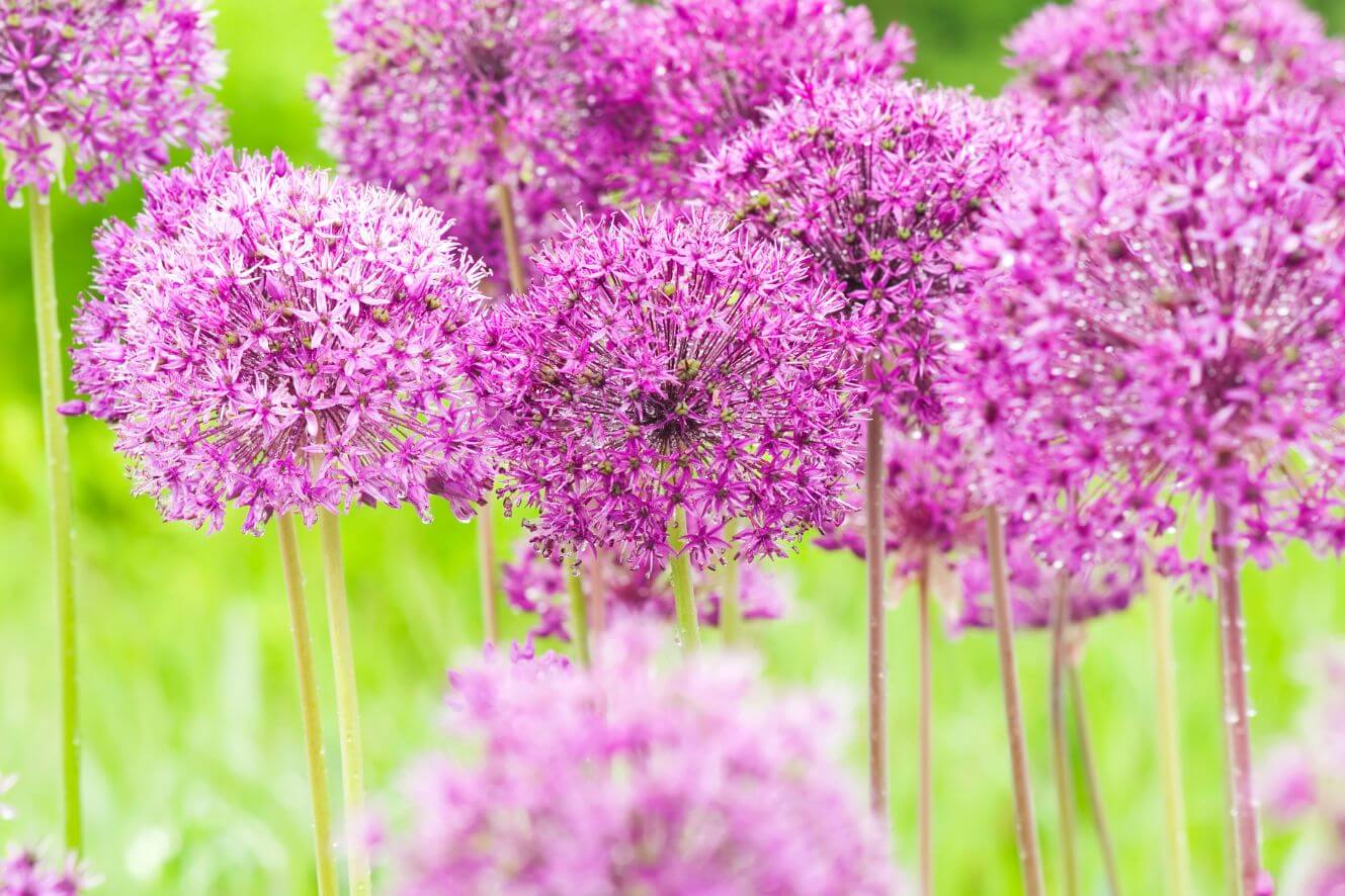 Premium Purple Allium hollandicum Seeds - Start a captivating floral display with these high-quality seeds"