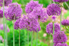 Purple Allium hollandicum Seeds - Create a vibrant and elegant atmosphere with these stunning purple blooms