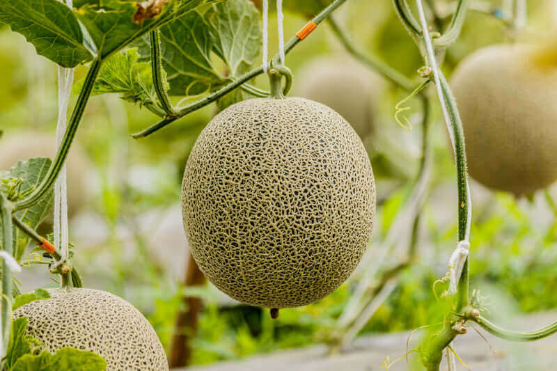 Grow Your Own Melon Paradise: Buy Cantaloupe Seeds Today